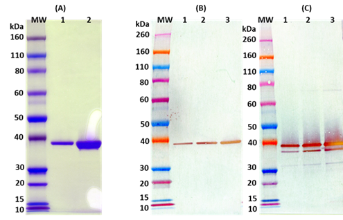 [IBT Bioservices] Recombinant Staphylococcus aureus LukA-LukB (tag free)