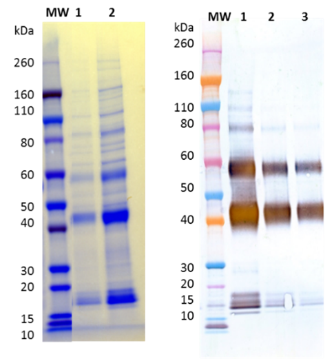 [IBT Bioservices] Recombinant Sudan Ebola virus (GPΔmuc) (Sf9)
