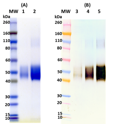 [IBT Bioservices] Recombinant Sudan Virus Soluble GP (sGP)