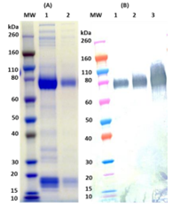 [IBT Bioservices] Recombinant Zaire Ebola virus GPΔTM (S2) – 500ug