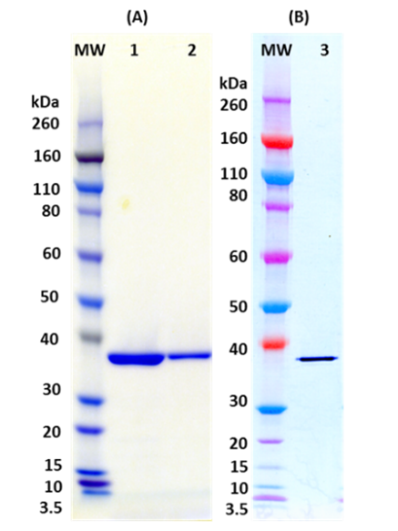 [IBT Bioservices] S. aureus recombinant Leukocidin-D (tag free)