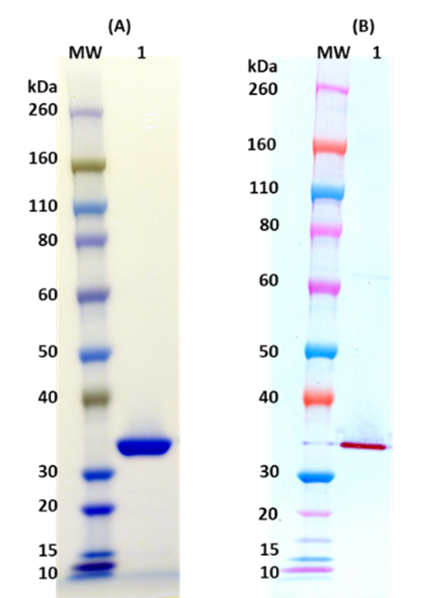 [IBT Bioservices] S. aureus Recombinant LukS-PV (tag free)