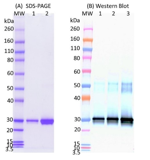[IBT Bioservices] SARS-CoV2 Receptor Binding Domain (RBD)