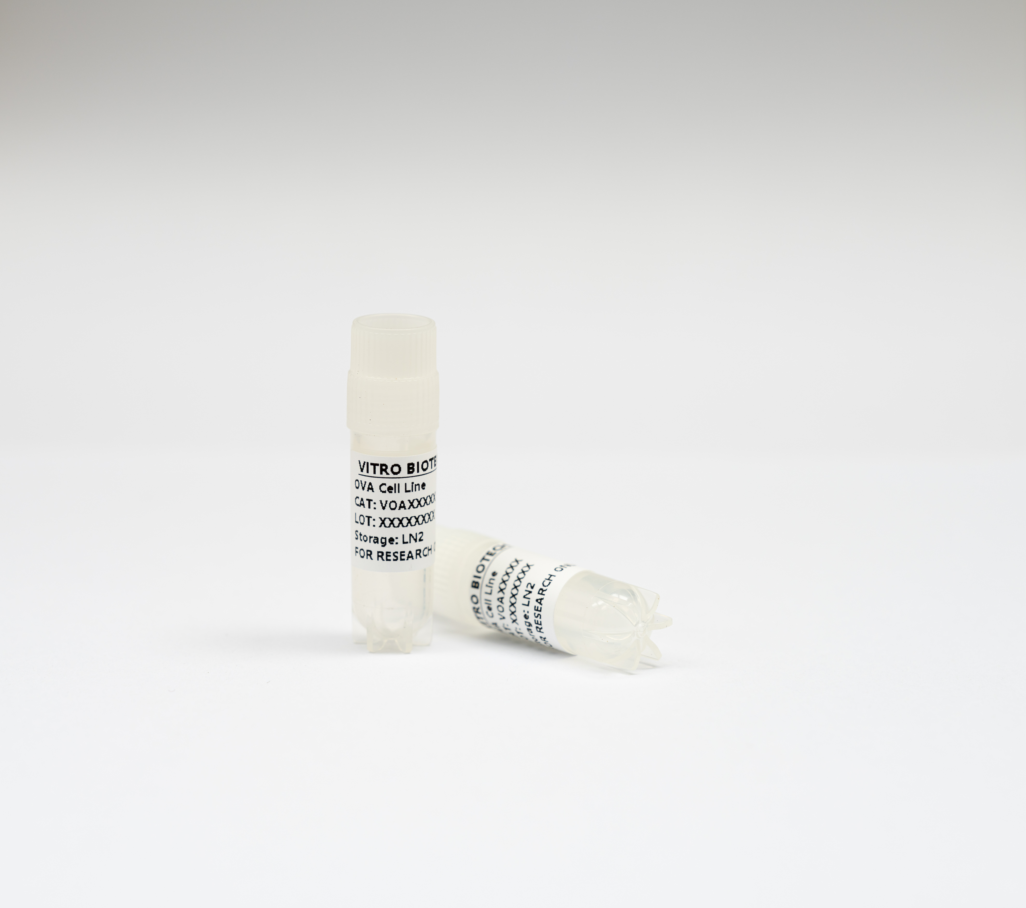 [Vitro Biotech] Pan02-OVA-Luc