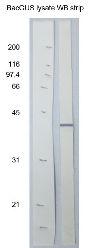 [IBT Bioservices] Anti-Baculovirus GP64 Antibody