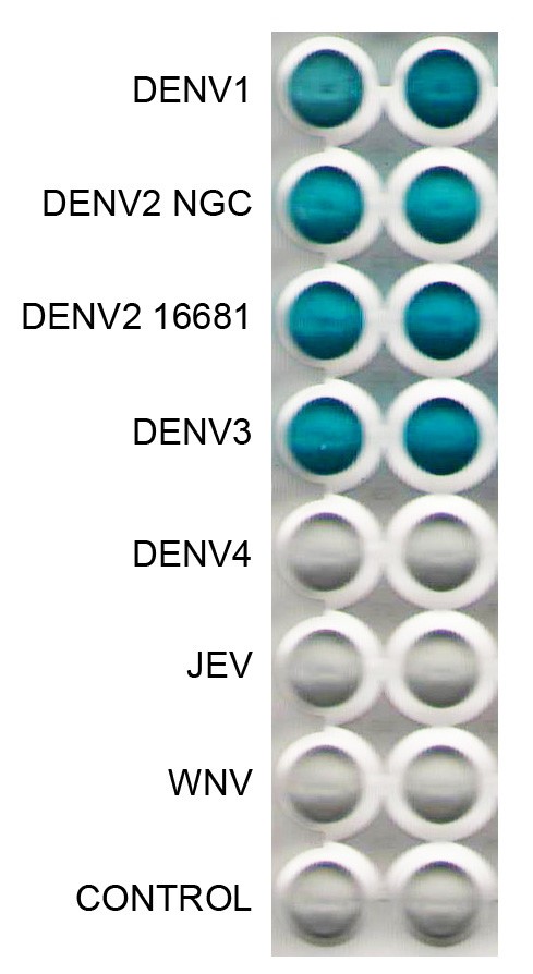[IBT Bioservices] Anti-Dengue Virus E Antibody, DE4