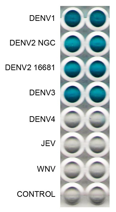 [IBT Bioservices] Anti-Dengue Virus E Antibody, DE6