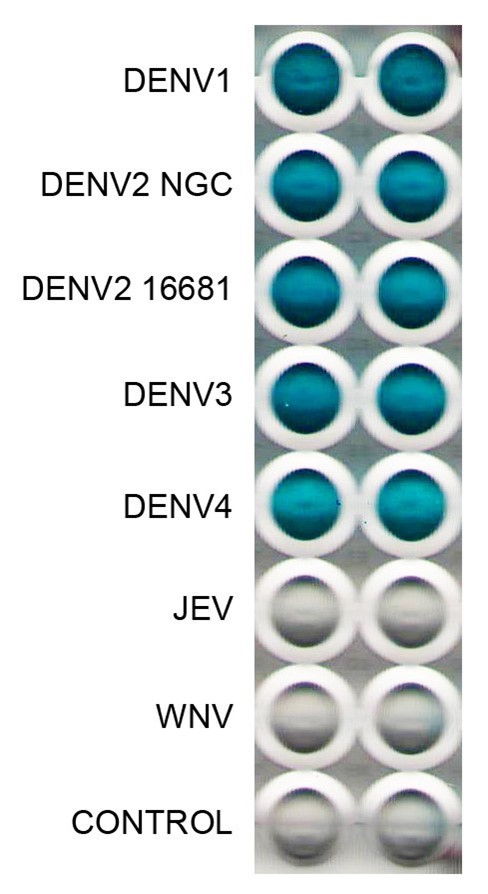 [IBT Bioservices] Anti-Dengue Virus E Antibody, DE7