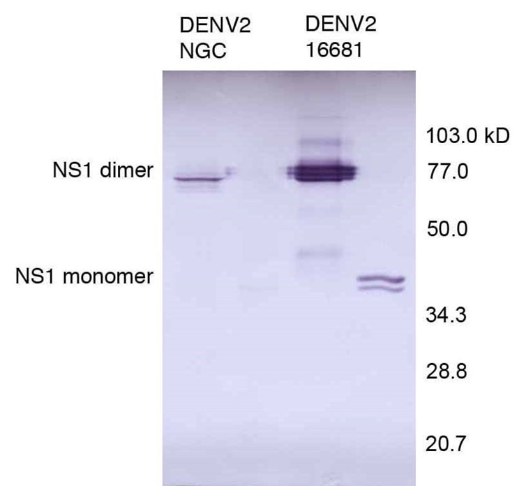 [IBT Bioservices] Anti-Dengue Virus NS1 Antibody, DN1