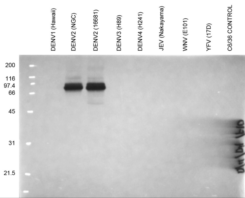 [IBT Bioservices] Anti-Dengue Virus NS1 Antibody, DN6
