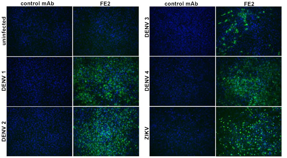 [IBT Bioservices] Anti-Flavivirus E Antibody, FE2
