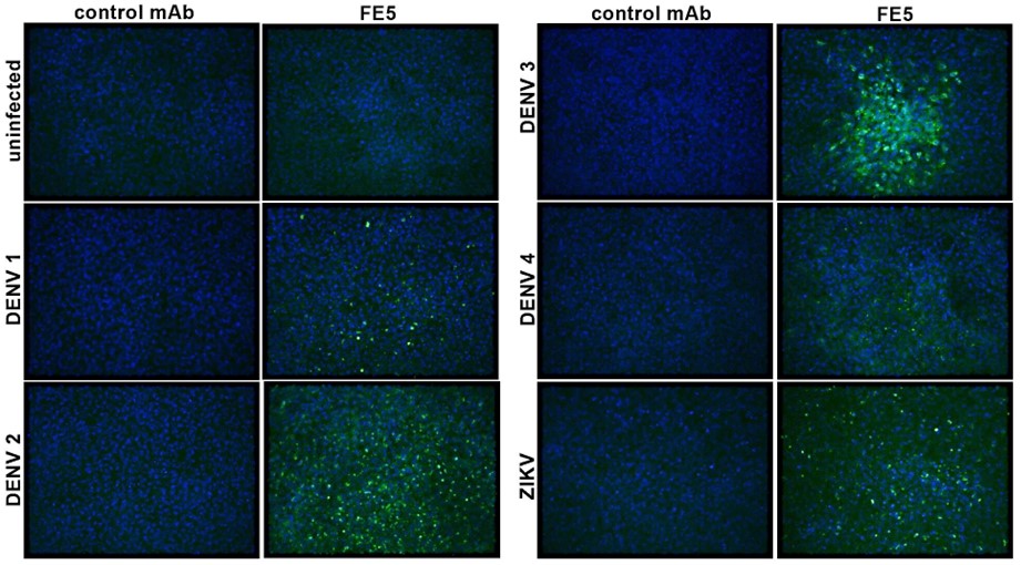 [IBT Bioservices] Anti-Flavivirus E Antibody, FE5
