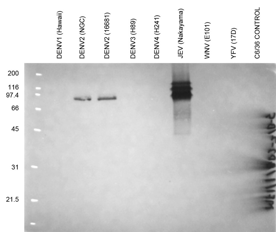[IBT Bioservices] Anti-Japanese Encephalitis Virus NS1 Antibody, JN2