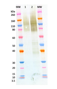 [IBT Bioservices] Anti-Marburg GP chimeric mAb (2D8)