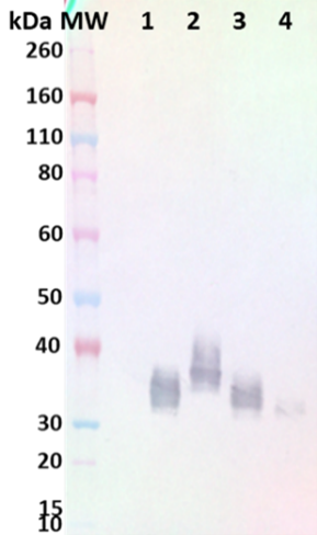 [IBT Bioservices] Anti-Marburg GP chimeric mAb (SB-04)