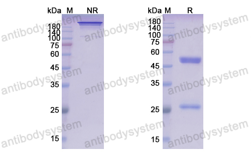 [Antibodysystem] Research Grade Zolbetuximab