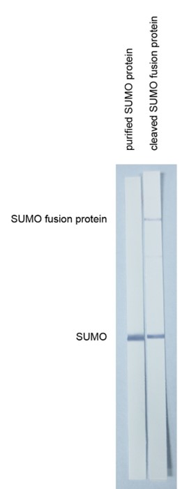 [IBT Bioservices] Anti-SUMO tag antibody, SUMOtag2