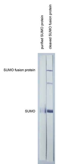 [IBT Bioservices] Anti-SUMO tag antibody, SUMOtag3