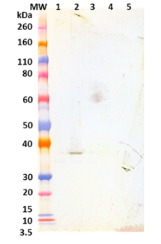 [IBT Bioserveices] Chimeric anti-LukF mAb