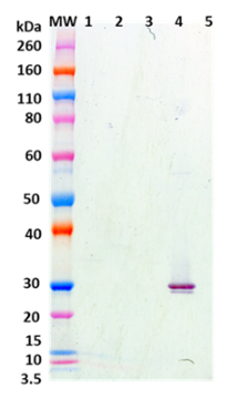 [IBT Bioservices] Chimeric anti-Staph Enterotoxin A (SEA) mAb