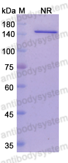 [Antibodysystem] Research Grade Vanucizumab