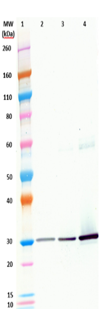 [IBT Bioservices] Human Anti-Staphylococcal Enterotoxin B (SEB) IgG132AM mAb