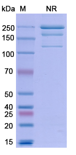 [Antibodysystem] Research Grade Faricimab