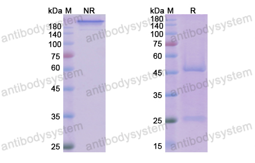 [Antibodysystem] Research Grade Dilpacimab