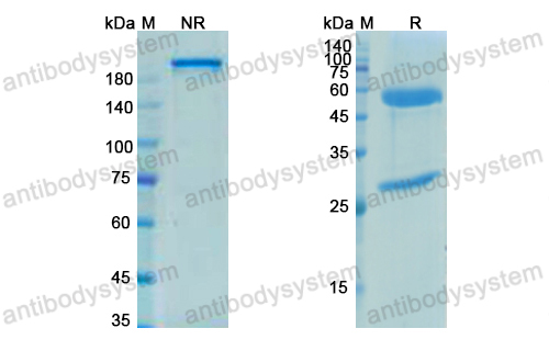 [Antibodysystem] Research Grade Petosemtamab