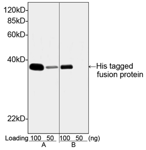 [Genscript] THE™ His Tag Antibody, mAb, Mouse