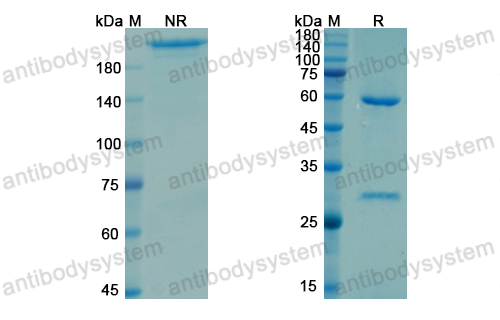 [Antibodysystem] Research Grade Teclistamab