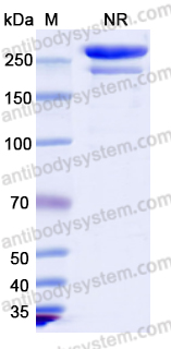 [Antibodysystem] Research Grade Tebotelimab