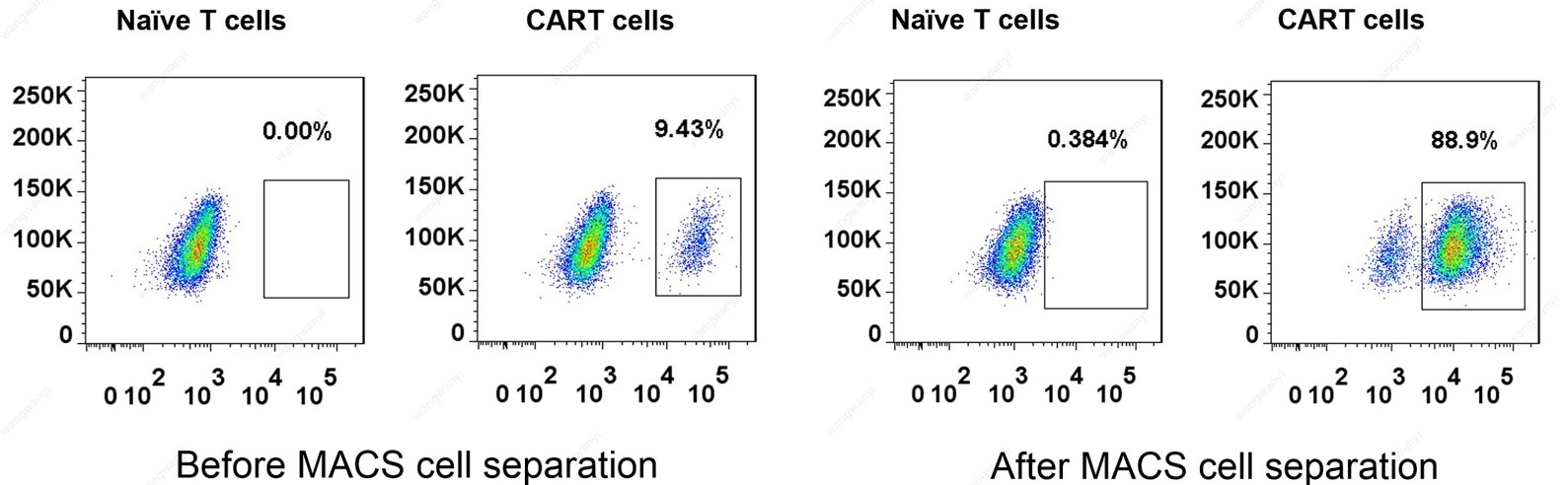 [Genscript] MonoRab™ Rabbit Anti-Camelid VHH Cocktail [iFluor 555]