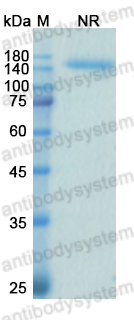 [Antibodysystem] Research Grade Samalizumab