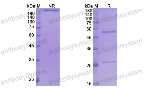 [Antibodysystem] Research Grade Ulocuplumab