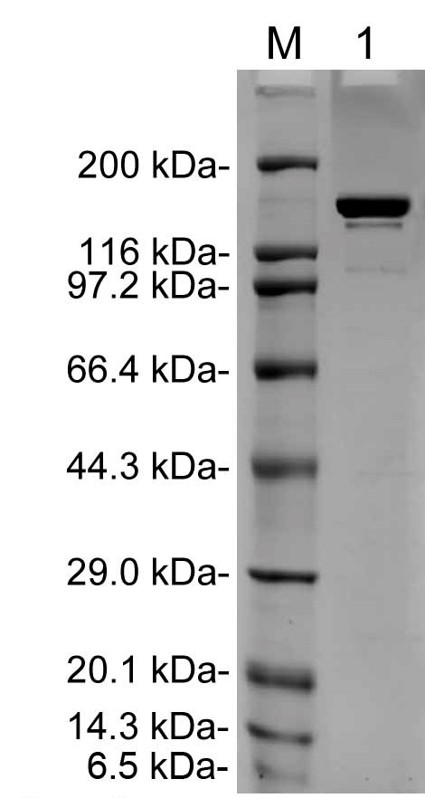 [Genscript] Mouse IgG2a control (Whole Molecule), Purified