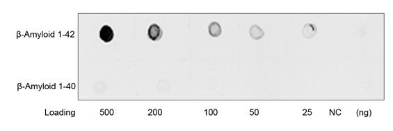 [Genscript] Human β-Amyloid 1-42 Antibody (2C2G5), mAb, Mouse