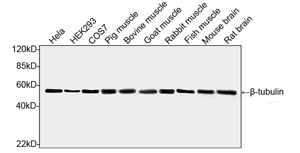 [Genscript] β-tubulin Antibody (2G7D4), mAb, Mouse