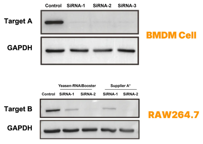 [YEASEN] Hieff Trans™ RNAiBoost Transfection Reagent (RNAiMax alternative)