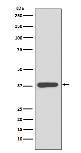 [Genscript] Maltose binding protein Antibody, mAb, Rabbit