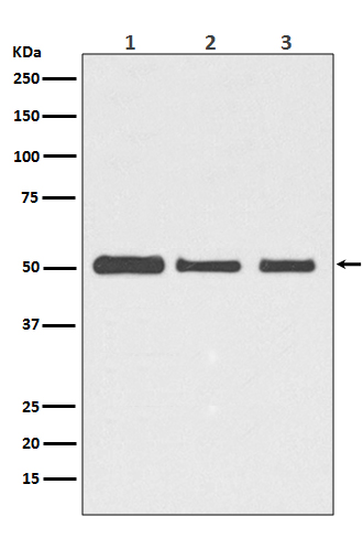 [Genscript] beta Tubulin Antibody, mAb, Rabbit