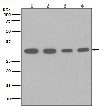 [Genscript] PCNA Antibody, mAb, Rabbit