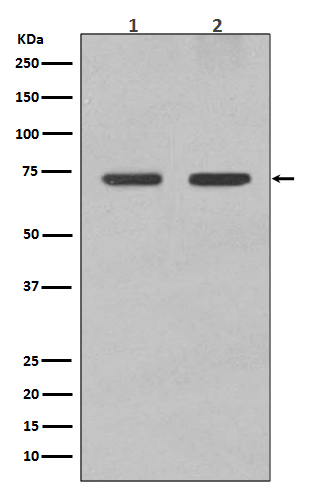 [Genscript] Lamin B1 Antibody, mAb, Rabbit