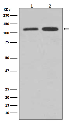 [Genscript] Vinculin Antibody, mAb, Rabbit