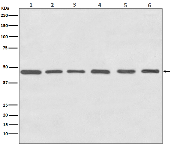 [Genscript] gamma 1 Tubulin Antibody, mAb, Rabbit