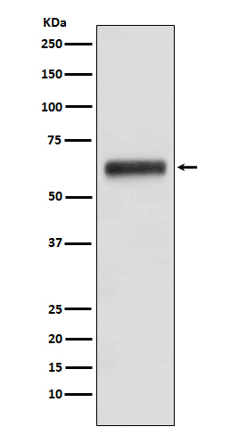 [Genscript] Human IgG3 Antibody, mAb, Rabbit