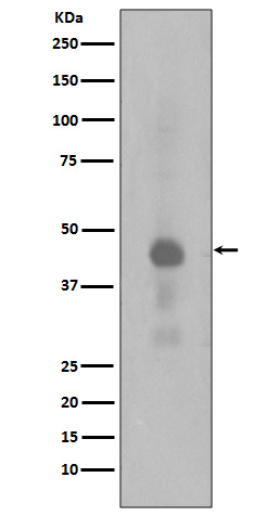 [Genscript] p-CREB1 (S133) Antibody, mAb, Rabbit