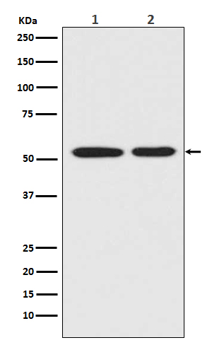 [Genscript] p53 Antibody, mAb, Rabbit