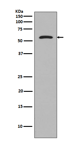 [Genscript] Tau Antibody, mAb, Rabbit