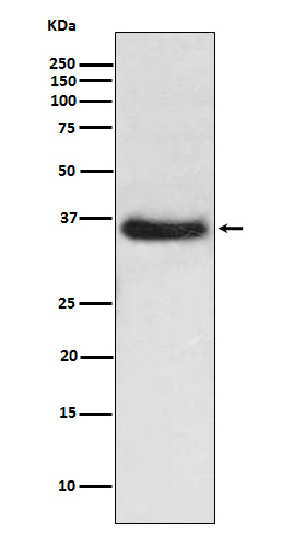 [Genscript] IkB alpha Antibody, mAb, Rabbit